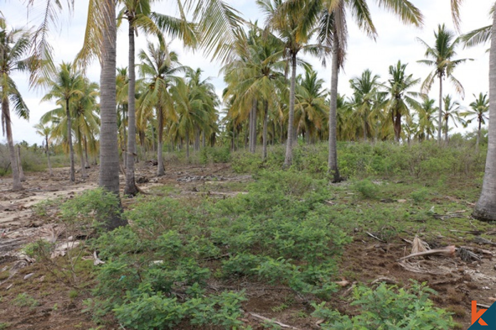 (N6) Coconut Grove Land in Gili Gede For Sale