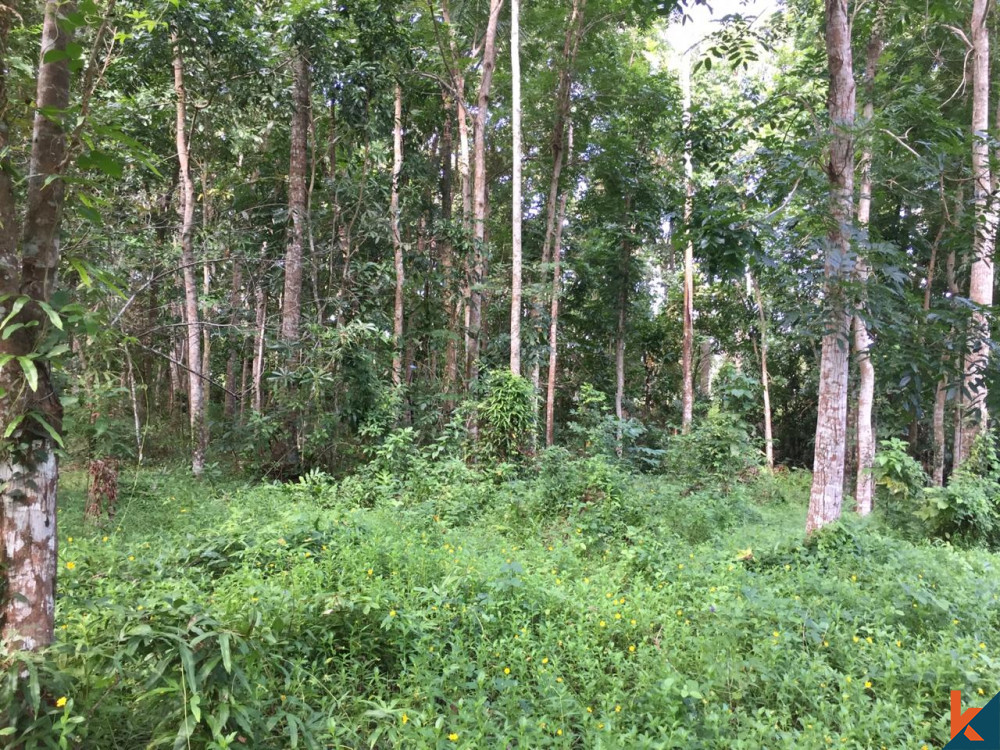 Rare Opportunity Expansive 5 Are Freehold Land for Sale in Selemedeg, Tabanan