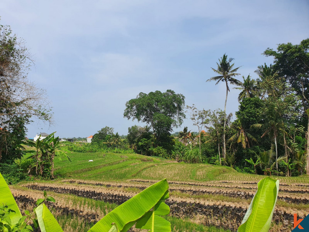 seseh 9.16 are leasehold land with ricefield view