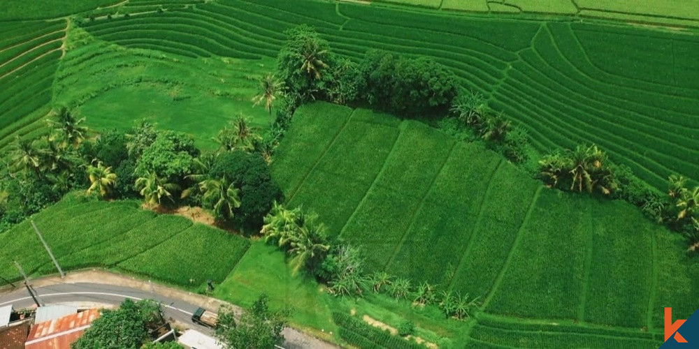 TANAH DI KEDUNGU DENGAN PANDANGAN GREENBELT