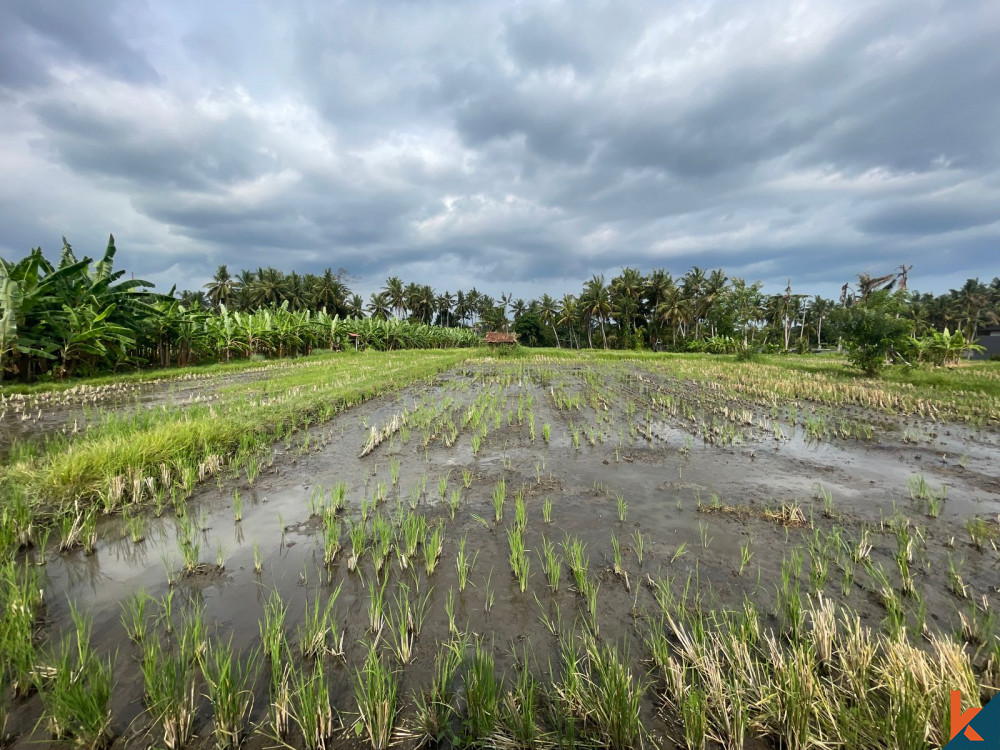 Ubud's Grand 32 Are Land Opportunity