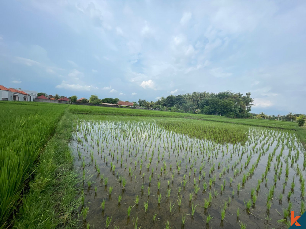 Peluang Lahan 25 Are yang Luas di Kedungu