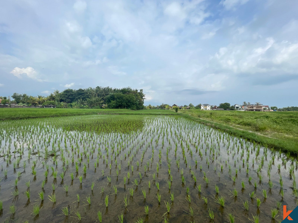 Peluang Lahan 25 Are yang Luas di Kedungu