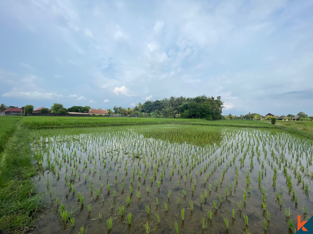 Peluang Lahan 25 Are yang Luas di Kedungu