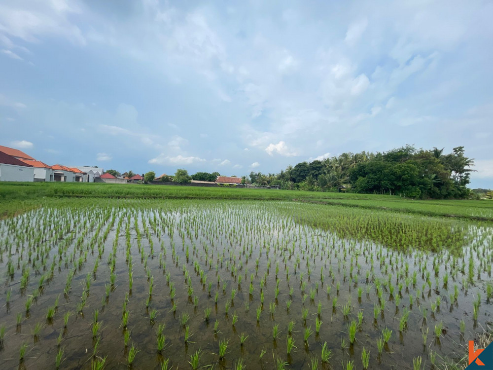 Peluang Lahan 25 Are yang Luas di Kedungu