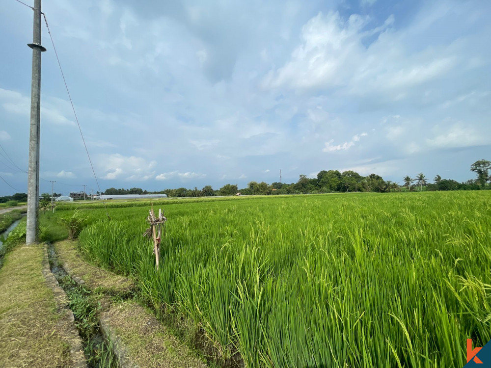 Peluang Lahan 28 Are Luas di Kedungu Tenang