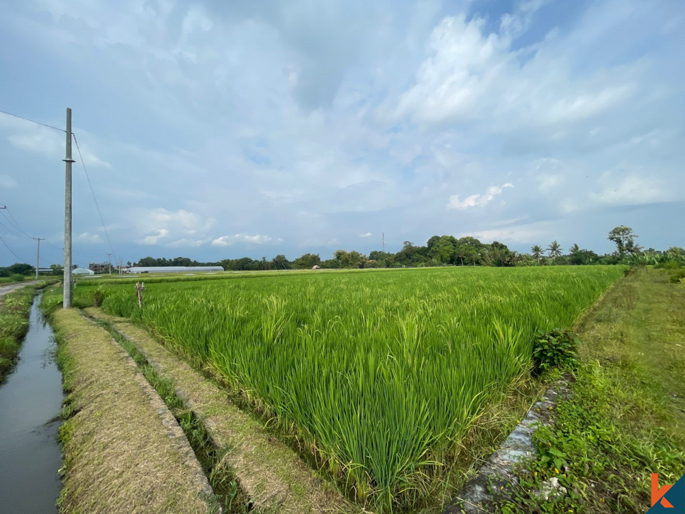 Peluang Lahan 28 Are Luas di Kedungu Tenang