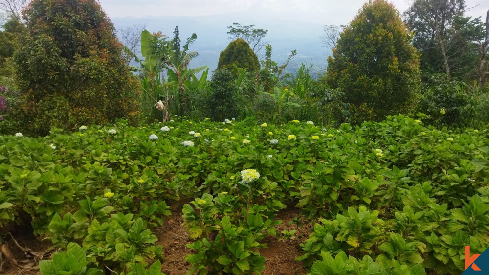 Retret Tenang 27.1 Lahan di Munduk Buleleng