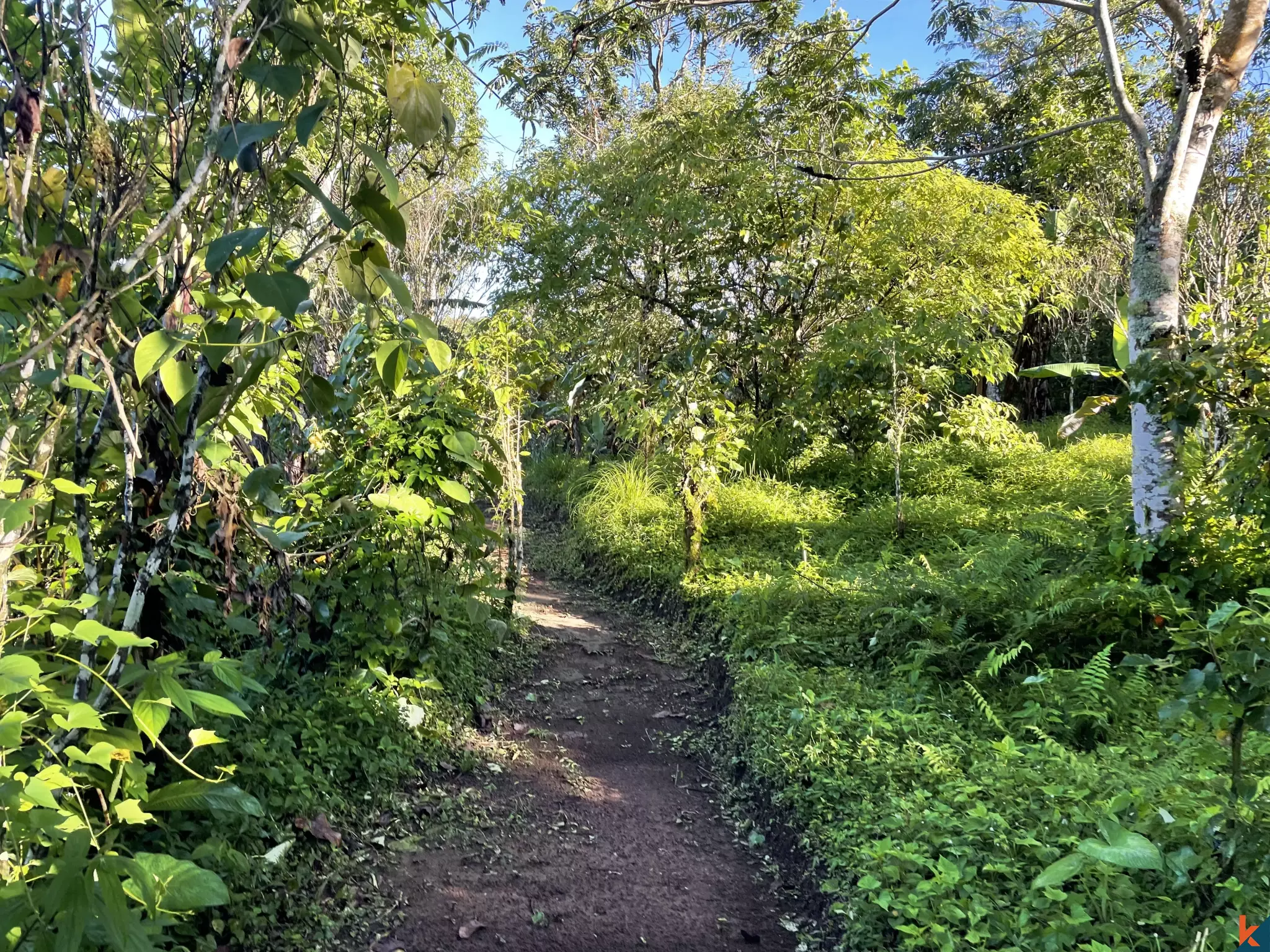 Tanah Luas 94 Are yang Menakjubkan Dijual di Munduk yang Indah