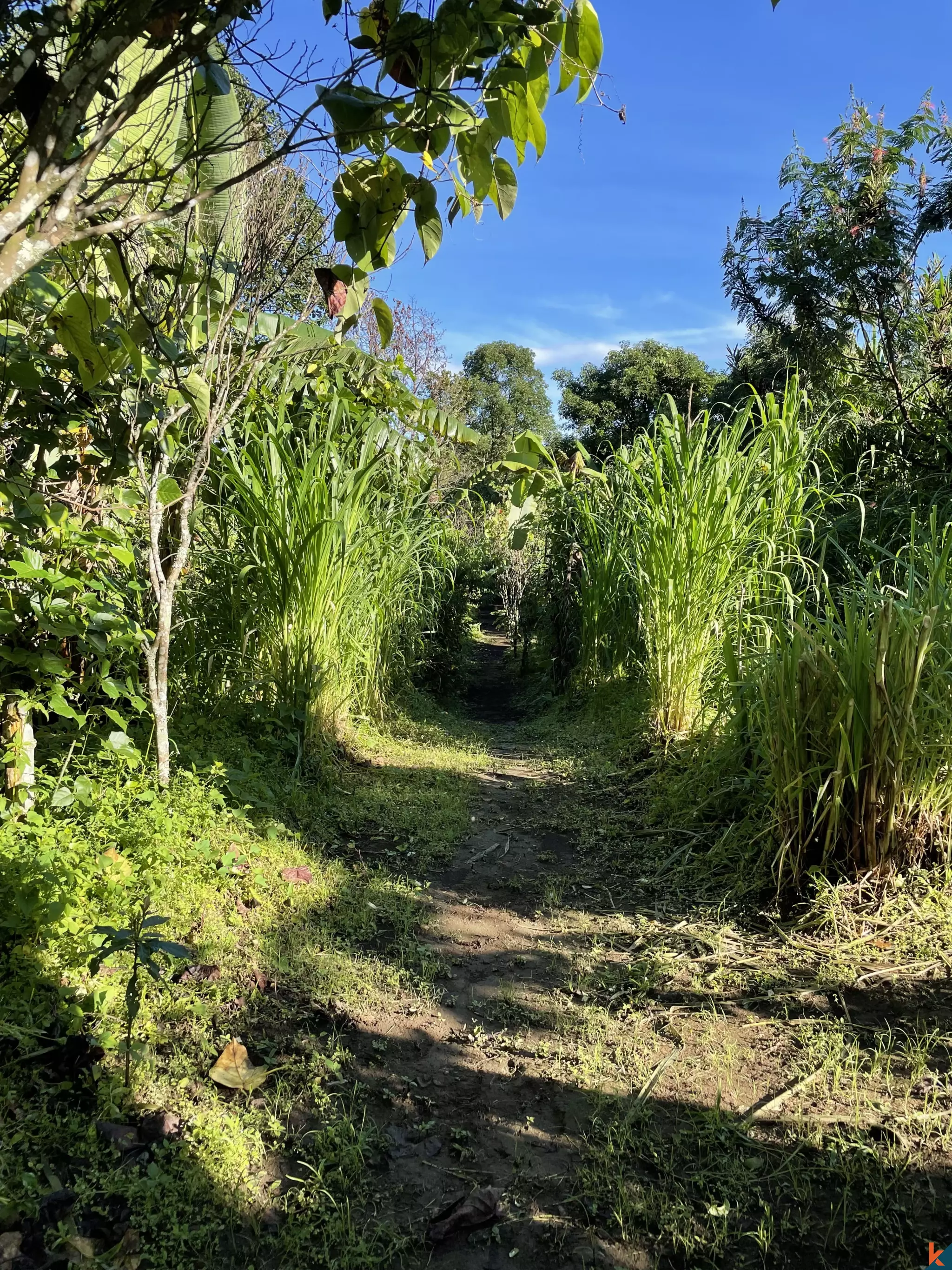 Tanah Luas 94 Are yang Menakjubkan Dijual di Munduk yang Indah
