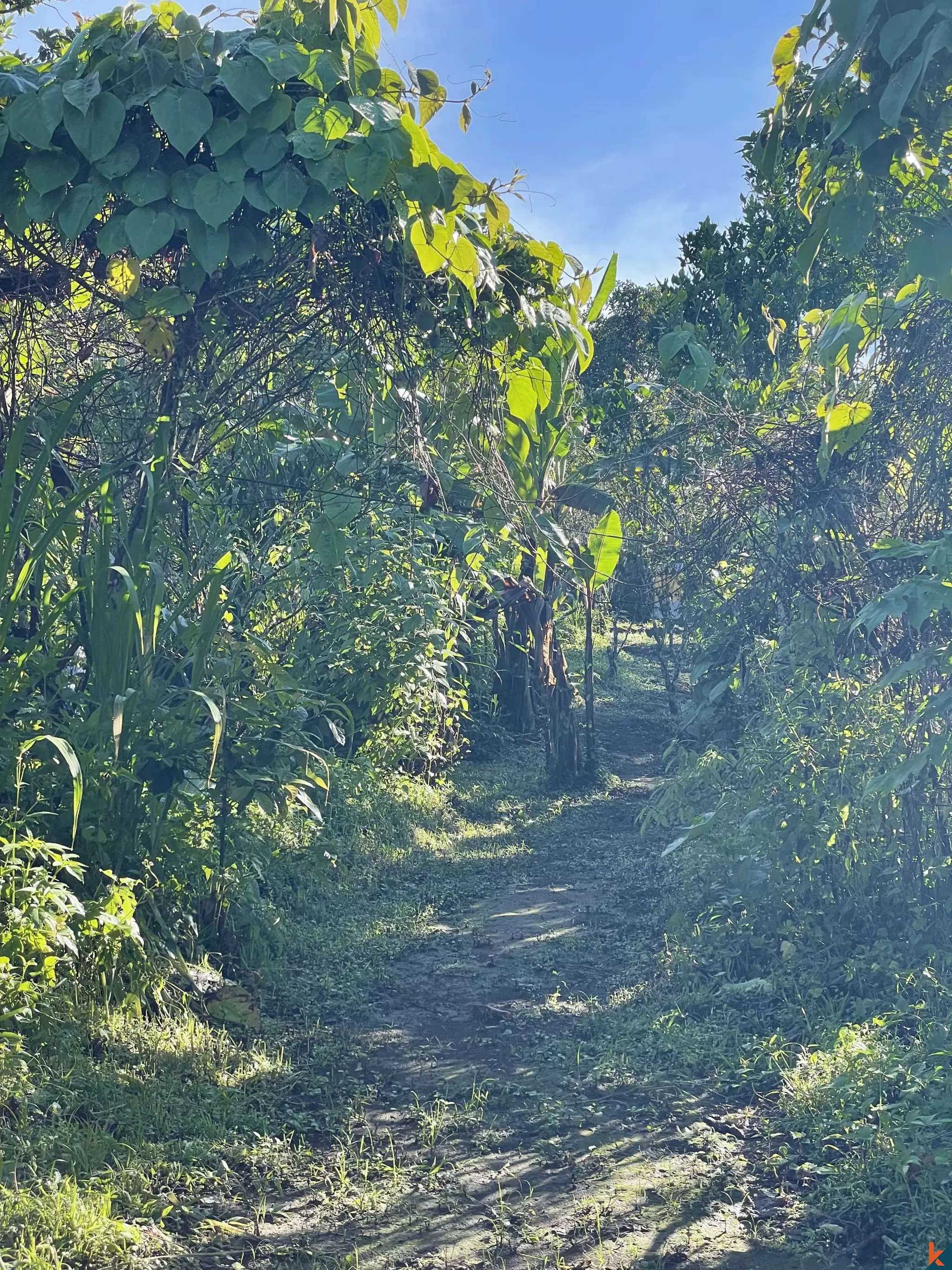 Tanah Luas 94 Are yang Menakjubkan Dijual di Munduk yang Indah