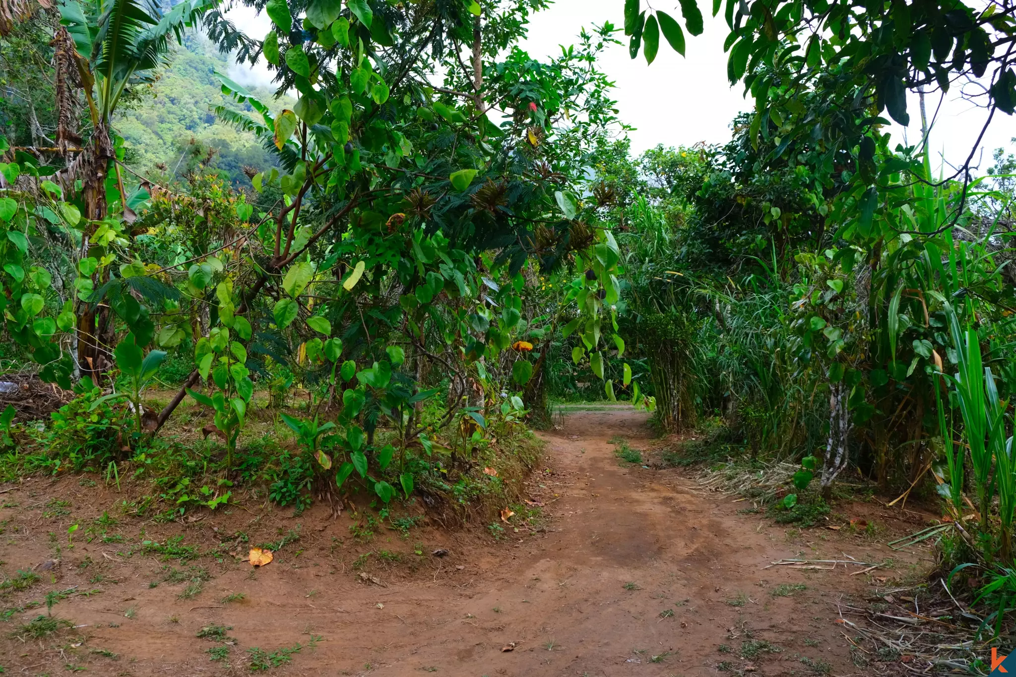 Tanah Luas 94 Are yang Menakjubkan Dijual di Munduk yang Indah
