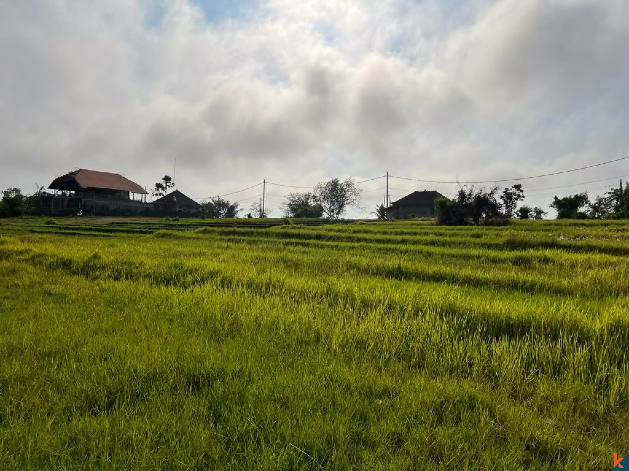 4 Plots Available Scenic 5.5 Are Land in Pantai Nyanyi with Beautiful Rice Field Views
