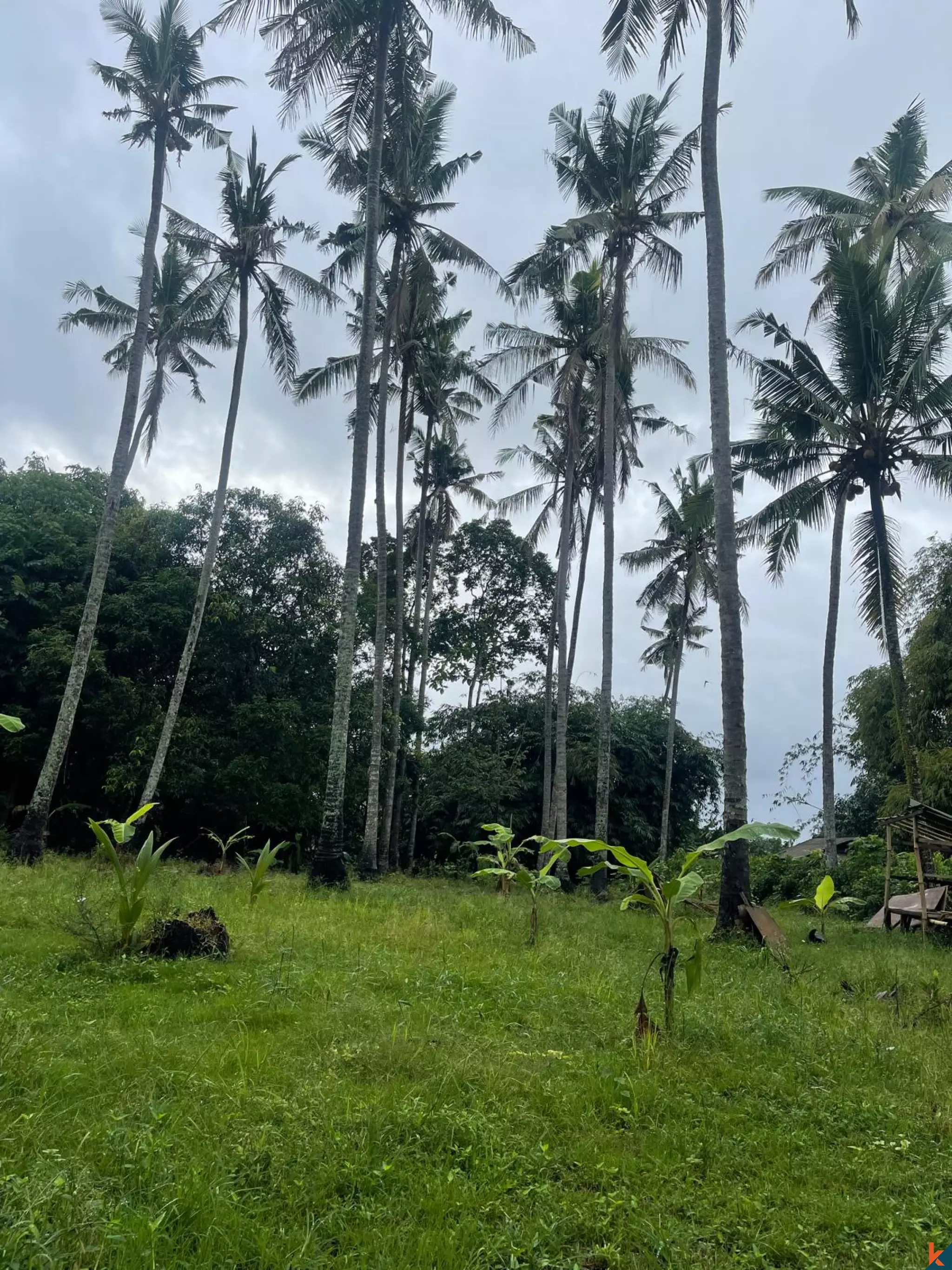19.1 Are Tropical Land for Sale in Kedungu