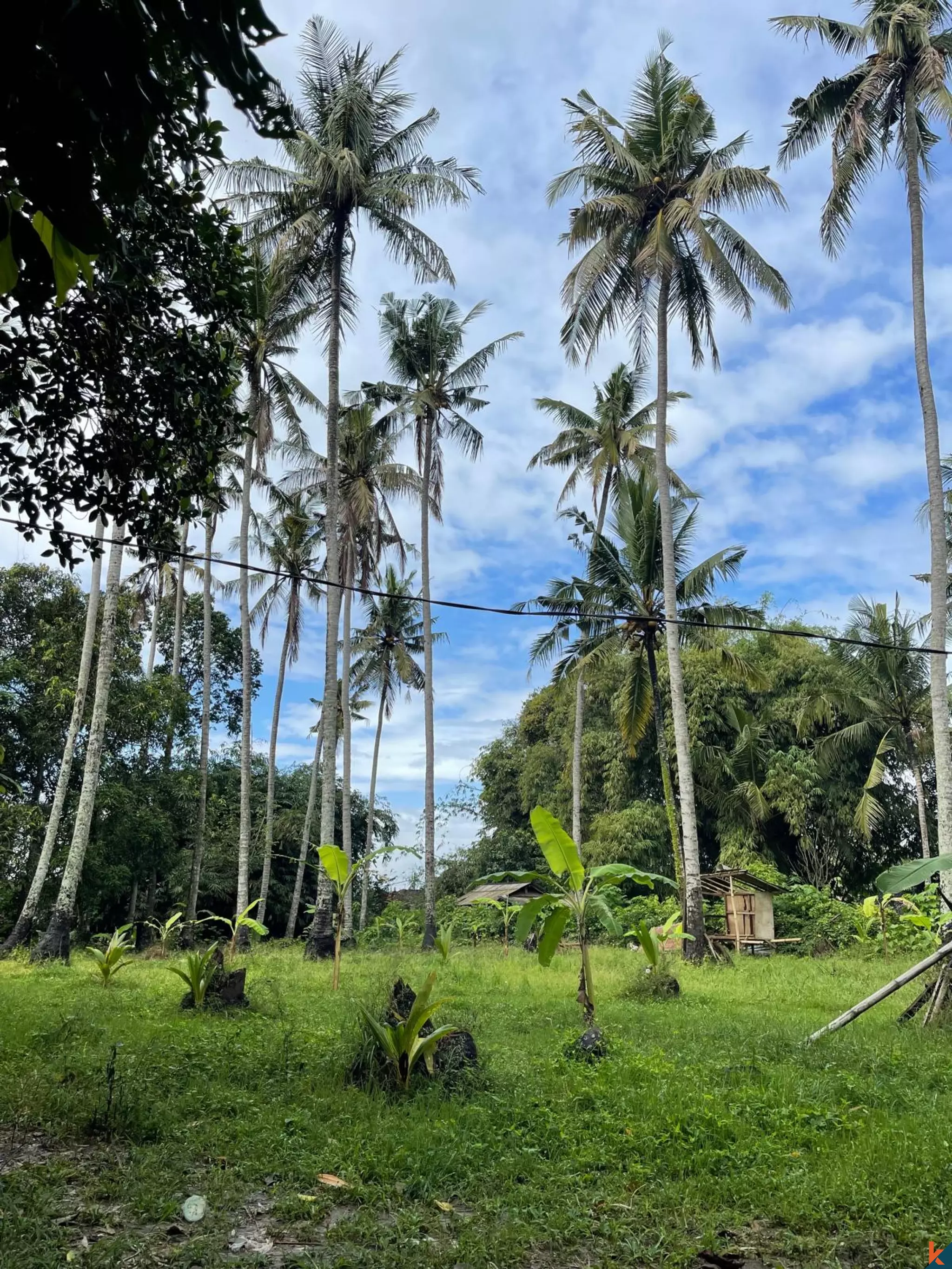 19.1 Are Tropical Land for Sale in Kedungu