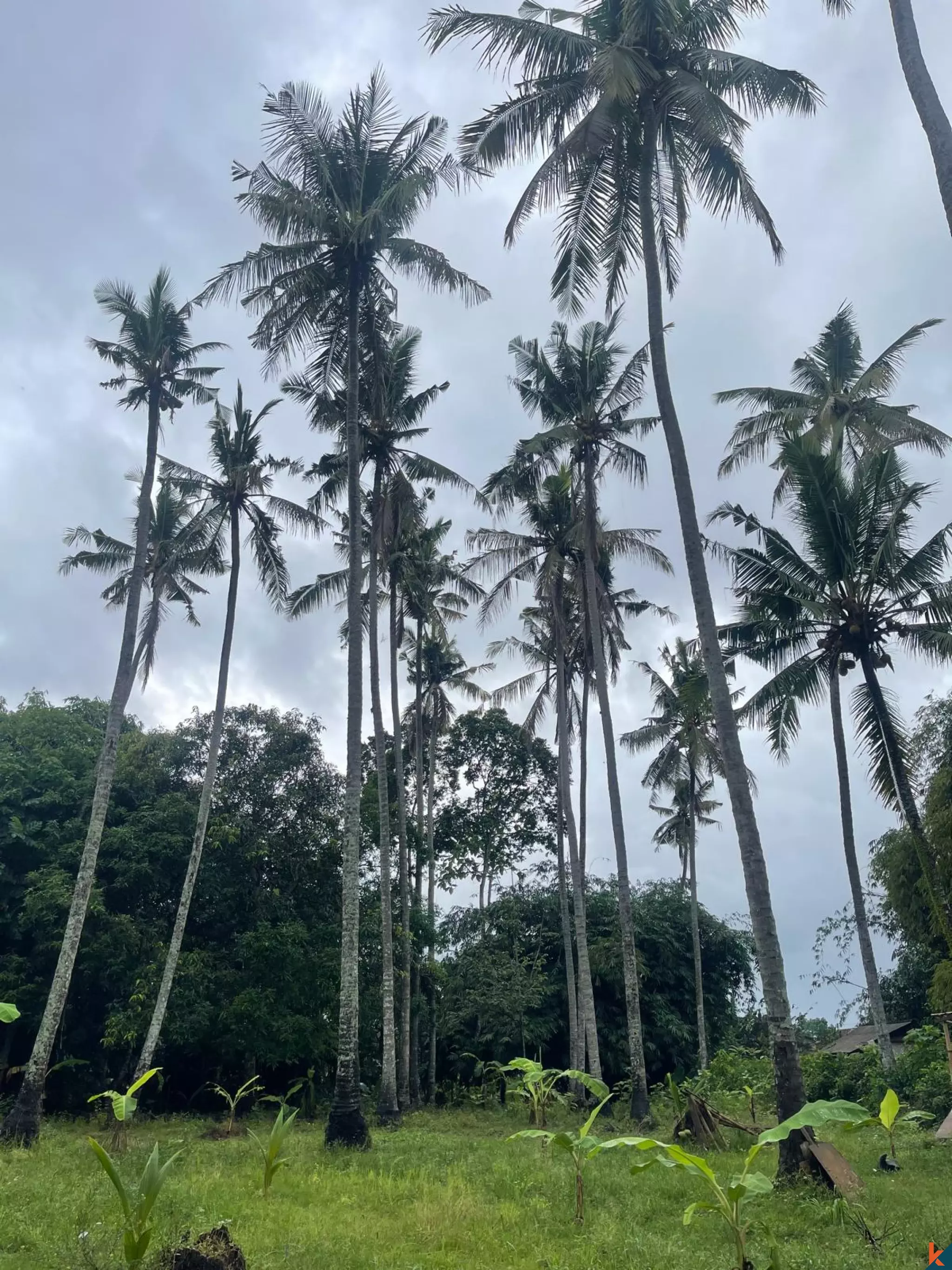 19.1 Are Tropical Land for Sale in Kedungu
