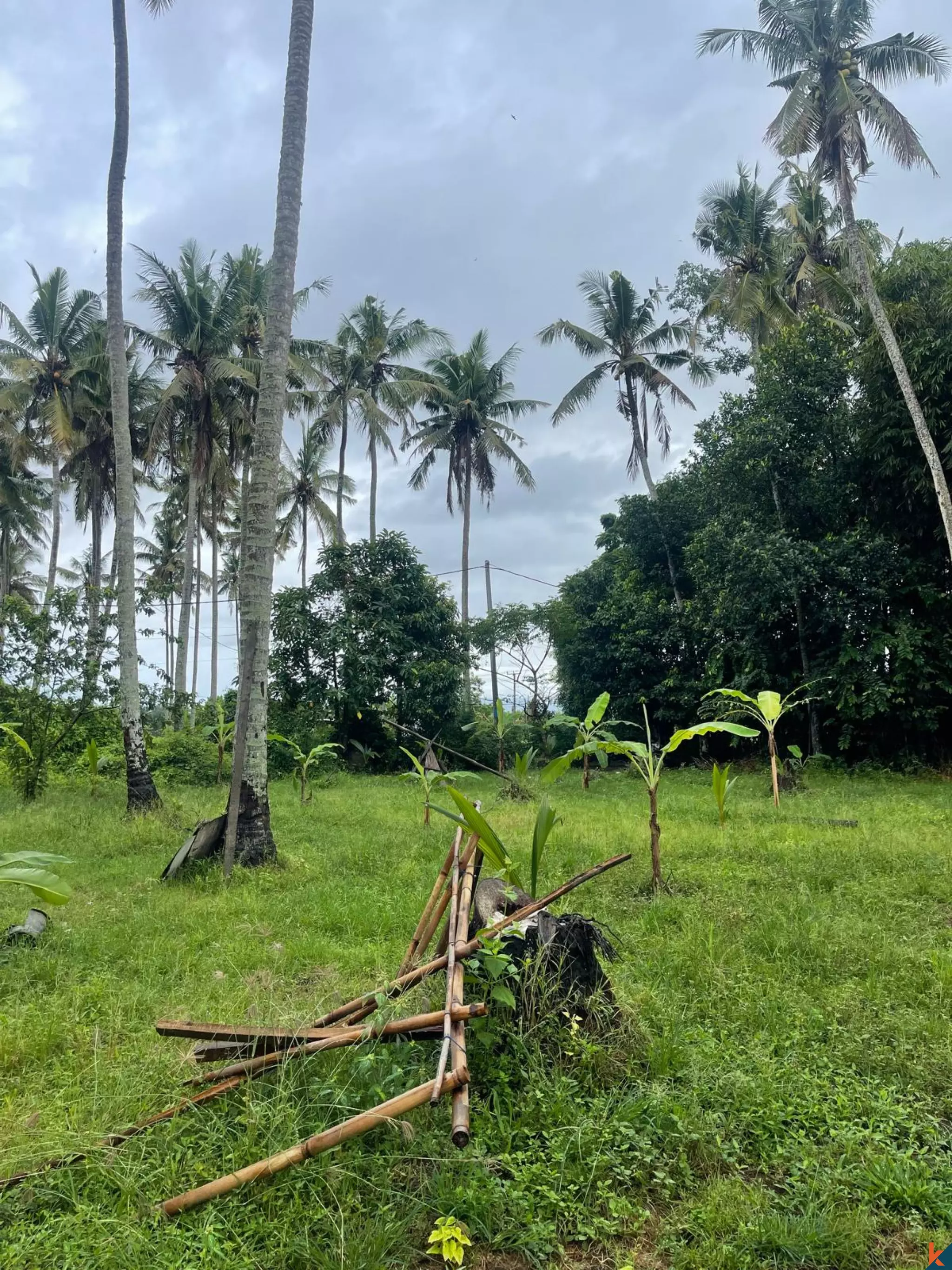 19.1 Are Tropical Land for Sale in Kedungu