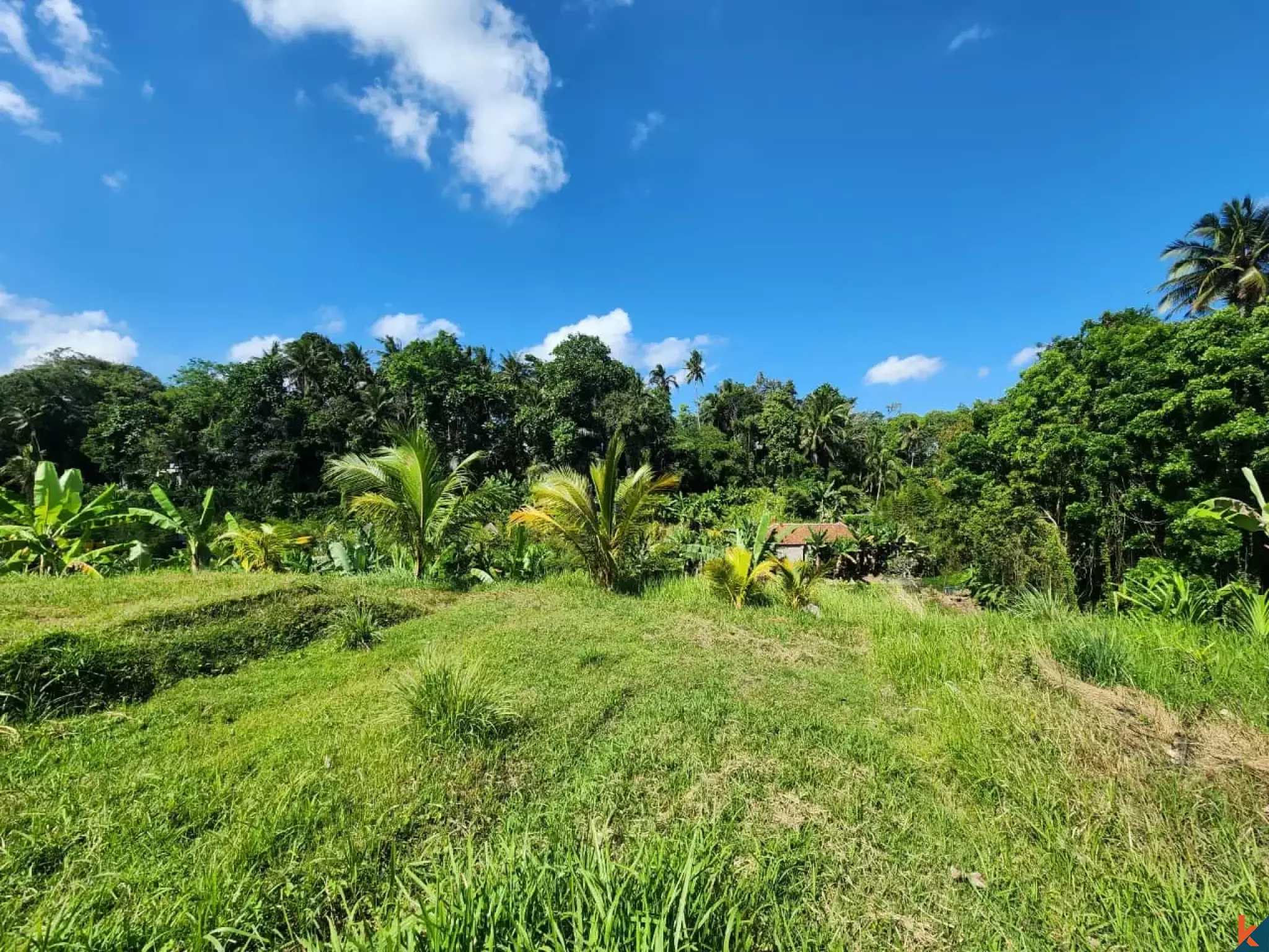 Tanah kompak hak milik yang indah dengan pemandangan hutan di Ubud - Abiansemal