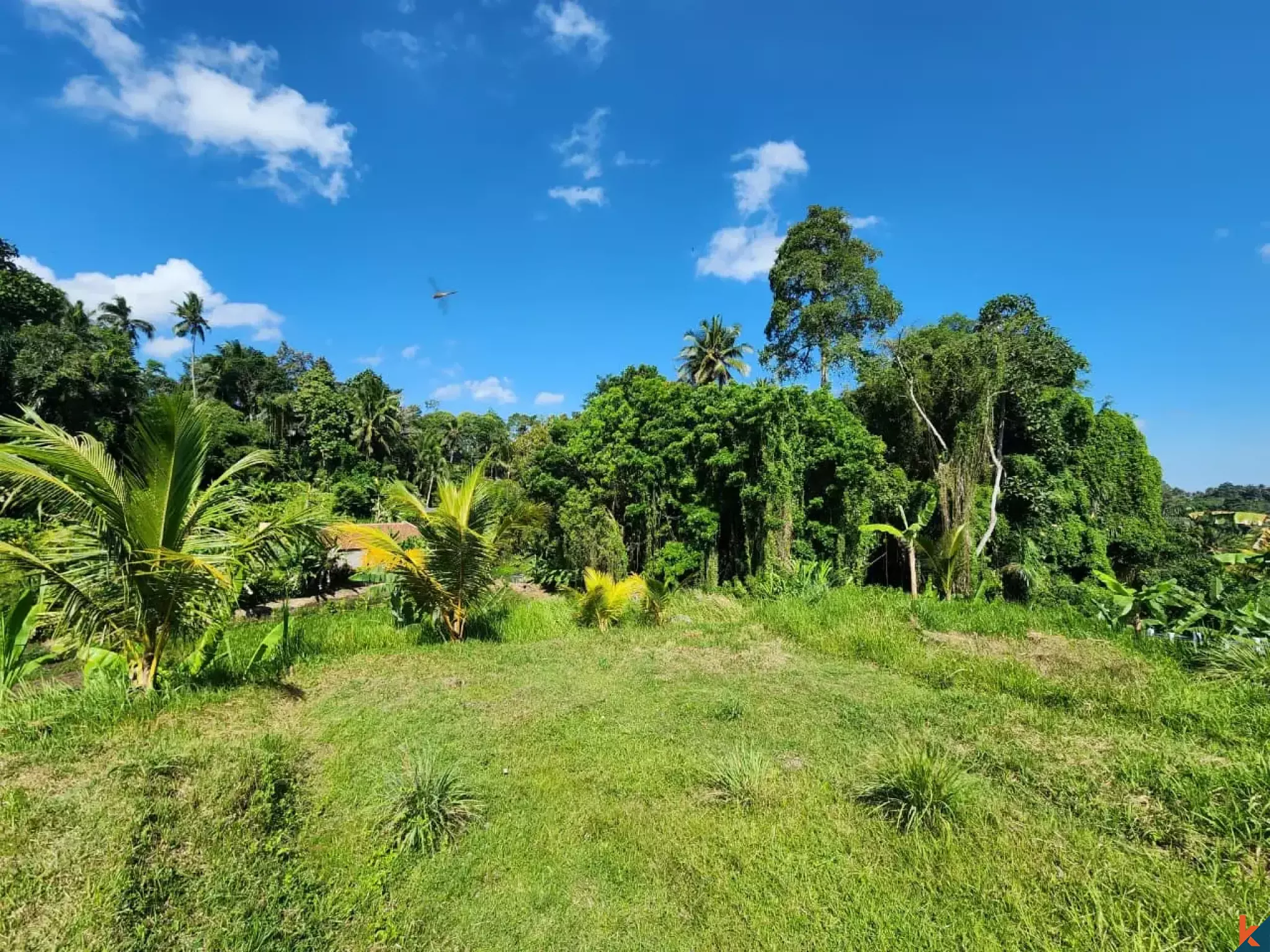 Tanah kompak hak milik yang indah dengan pemandangan hutan di Ubud - Abiansemal