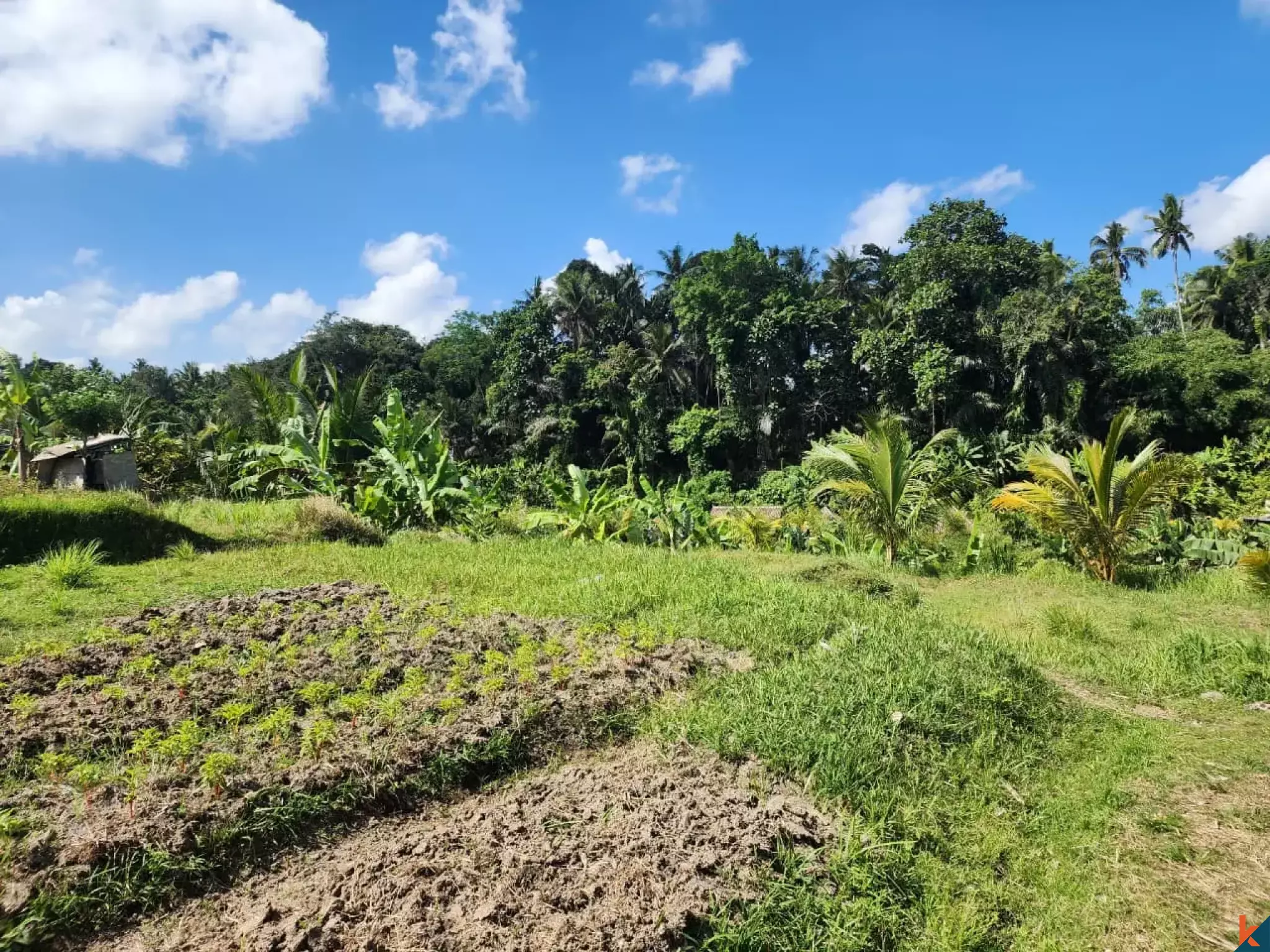 Tanah kompak hak milik yang indah dengan pemandangan hutan di Ubud - Abiansemal