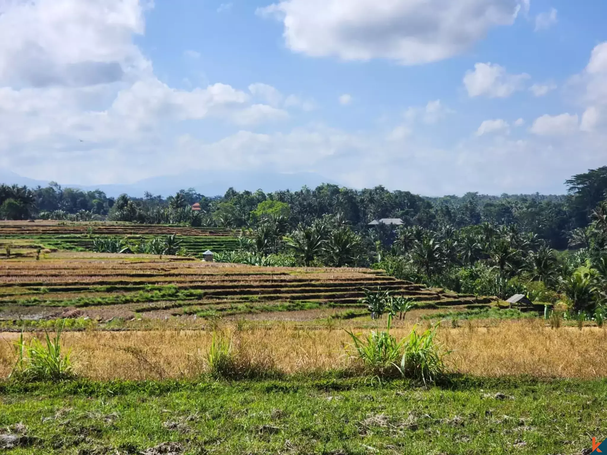 Tanah kompak hak milik yang indah dengan pemandangan hutan di Ubud - Abiansemal