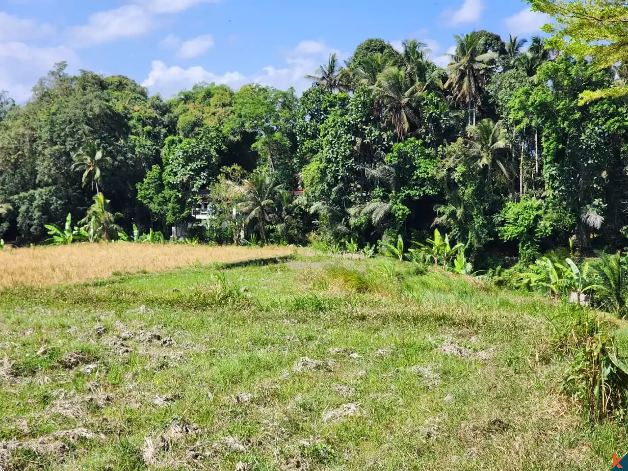 Tanah kompak hak milik yang indah dengan pemandangan hutan di Ubud - Abiansemal