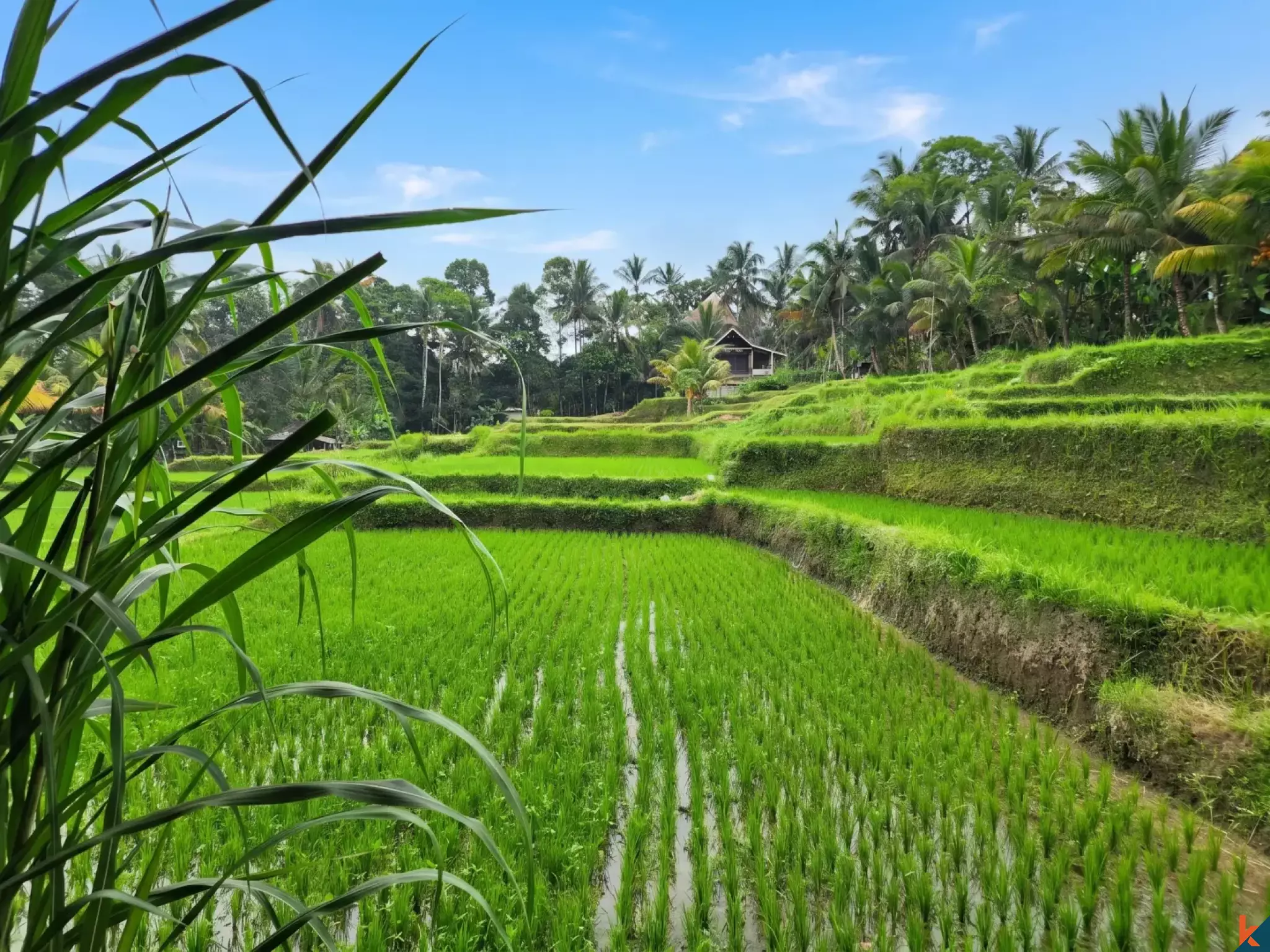 Superbe opportunité d'investissement foncier à Ubud - Tegalalang, offrant une vue imprenable sur la verdure et des berges de rivière