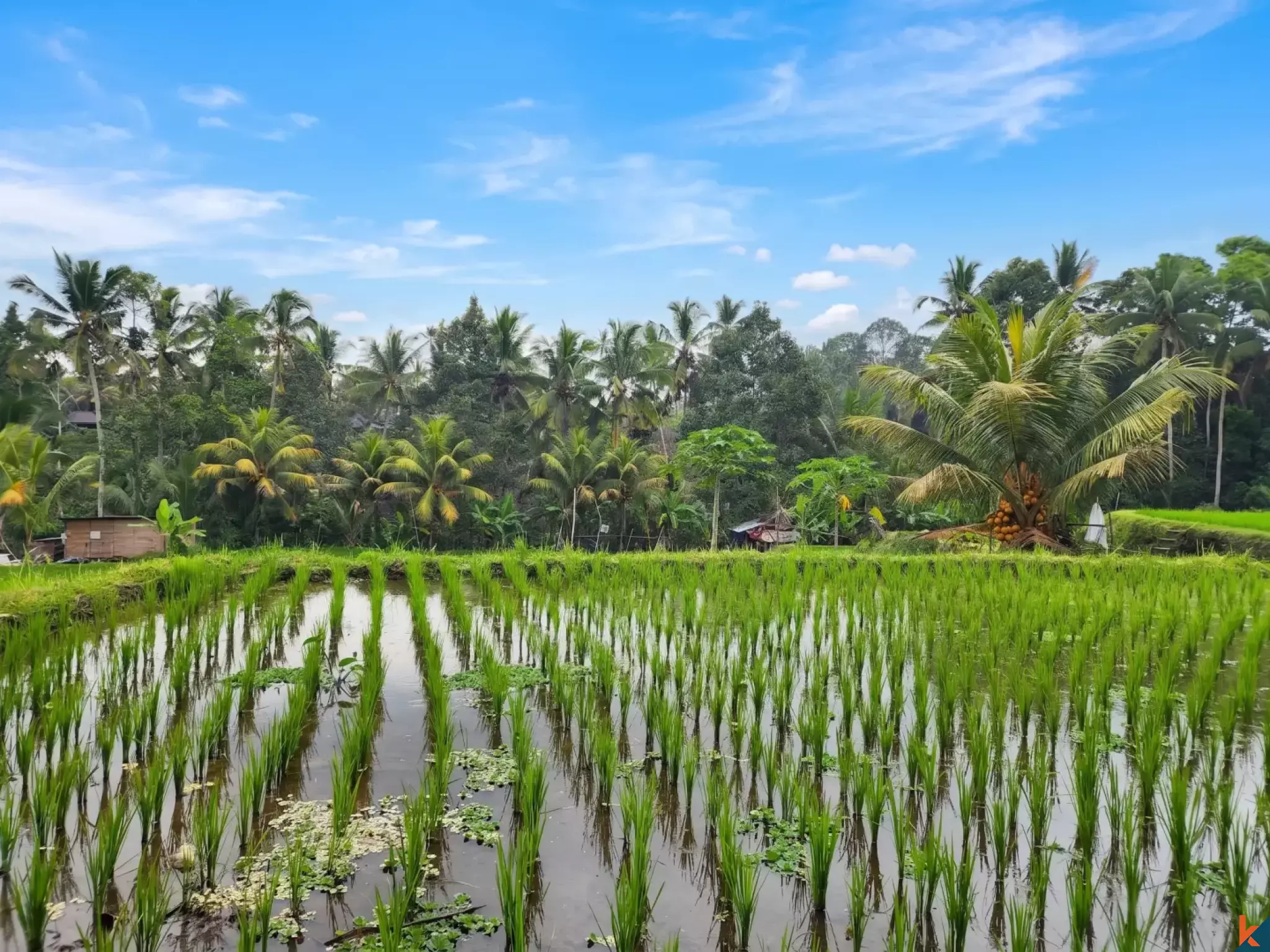 Superbe opportunité d'investissement foncier à Ubud - Tegalalang, offrant une vue imprenable sur la verdure et des berges de rivière