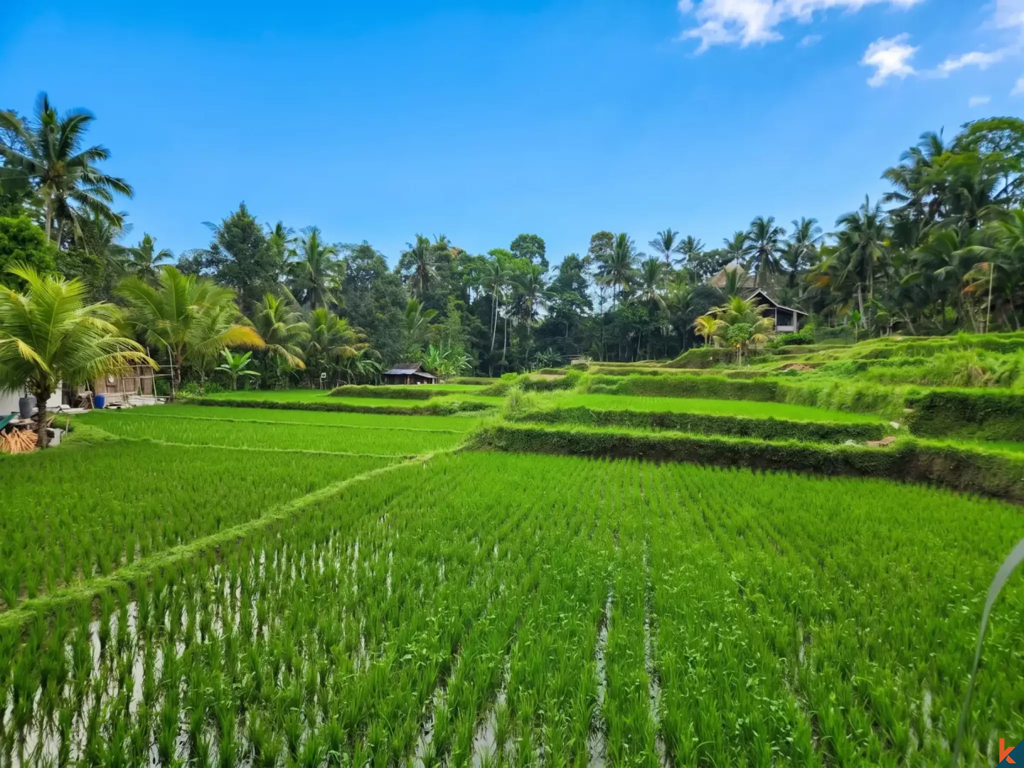 Superbe opportunité d'investissement foncier à Ubud - Tegalalang, offrant une vue imprenable sur la verdure et des berges de rivière