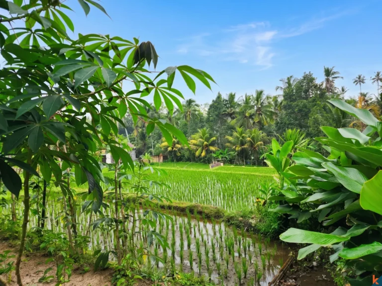 Superbe opportunité d'investissement foncier à Ubud - Tegalalang, offrant une vue imprenable sur la verdure et des berges de rivière
