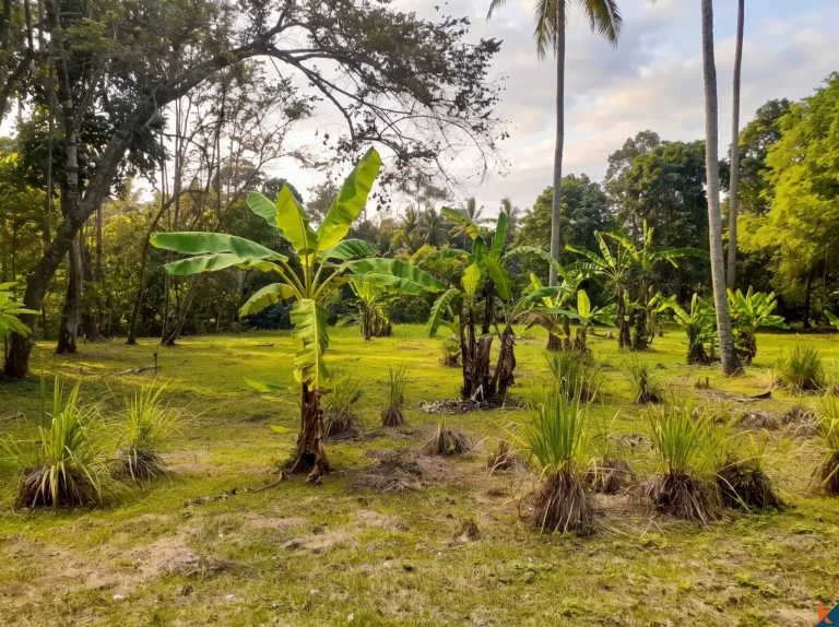 Tanah Hak Milik Langka 53 Are Tepi Sungai 3 Menit ke Pantai Pasut