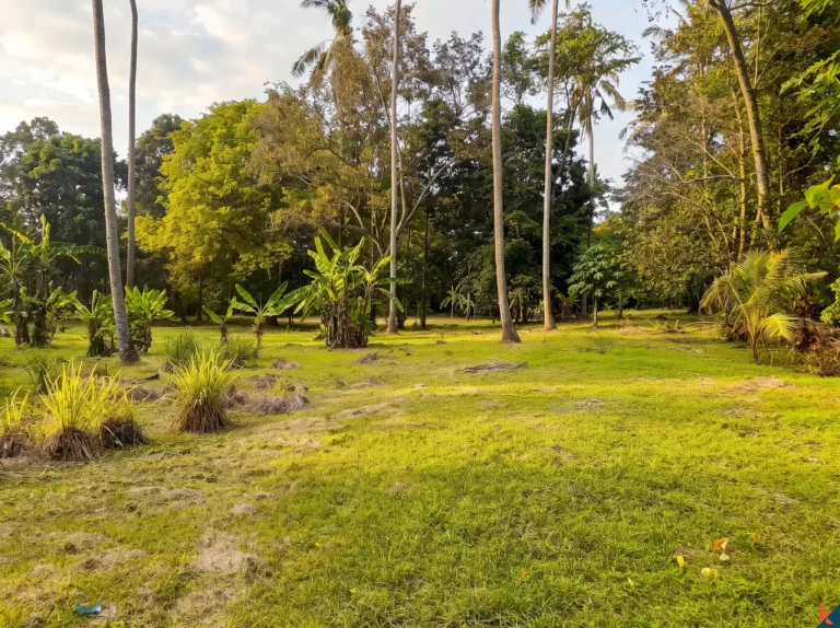 Tanah Hak Milik Langka 53 Are Tepi Sungai 3 Menit ke Pantai Pasut